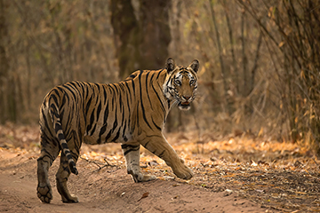 ranthambore
